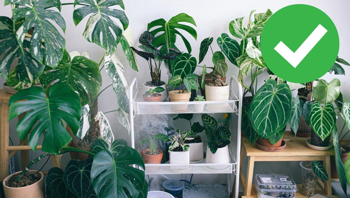 El truco ideal para no cambiar las plantas en la decoración de interiores